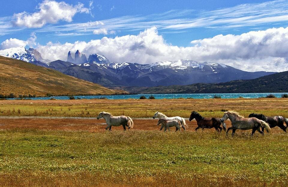 Plaine de Patagonie - Chevaux en liberté